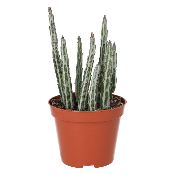 ProRep Live Plant Candle Succulent (Medium)