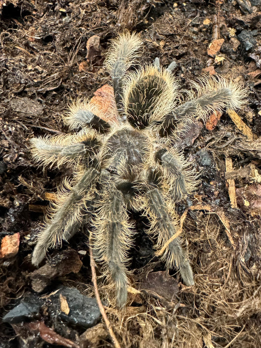 CB Curly Hair Tarantula (Tlitocatl Albopilosus)