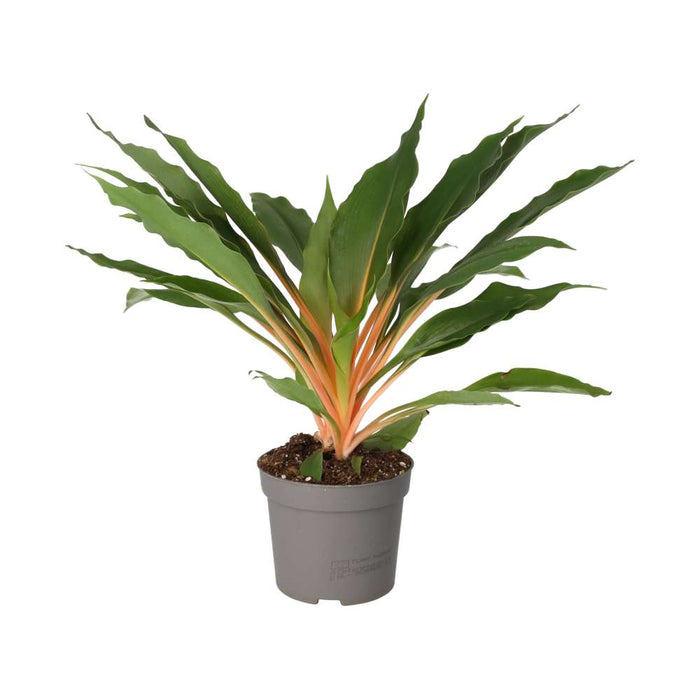 ProRep Live Plant Orange Spider Plant (Large)