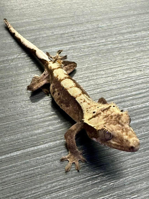 CB Mixed Morph Crested Gecko