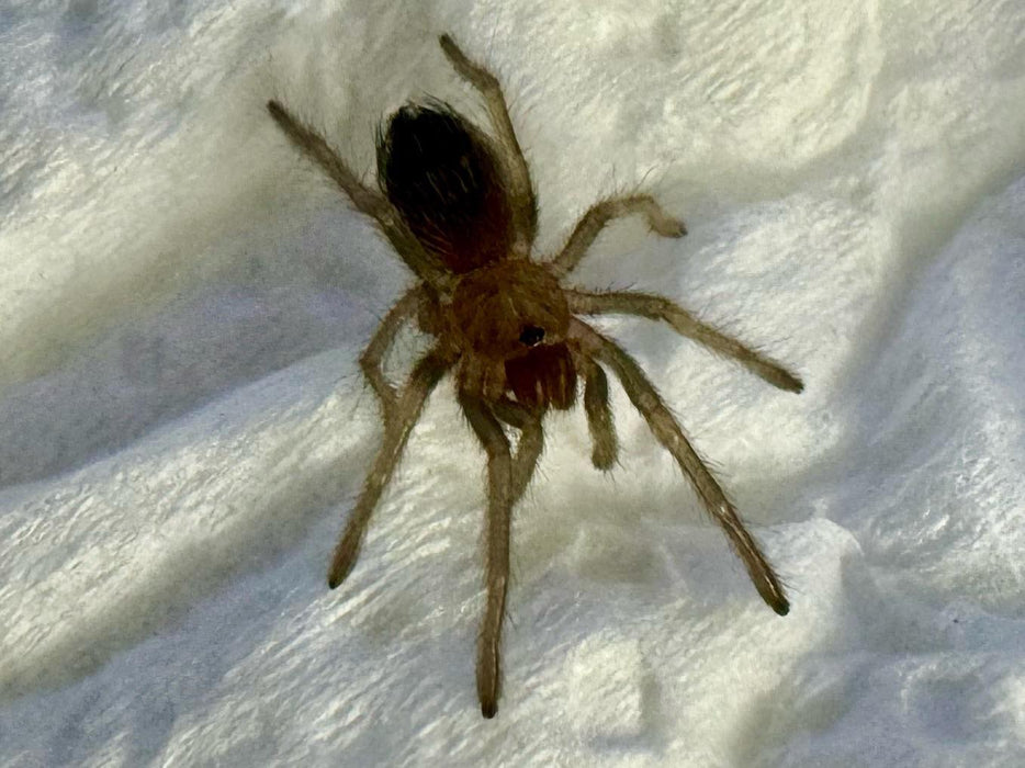 CB Mexican Red Knee Tarantula (Brachypelma Hamorii)