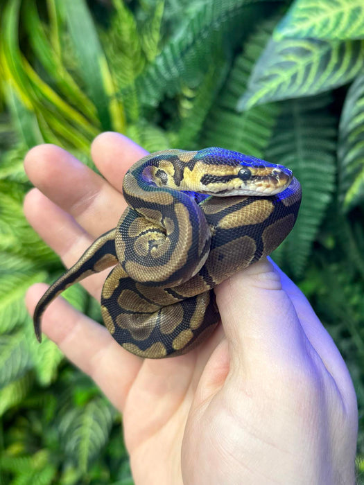 CB24 Normal Royal Python