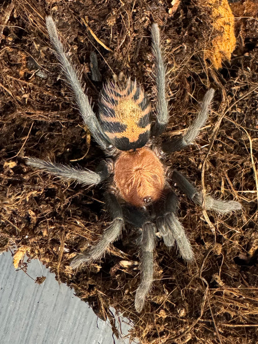 CB Mexican Tiger Rump Tarantula (Davus Pentaloris)