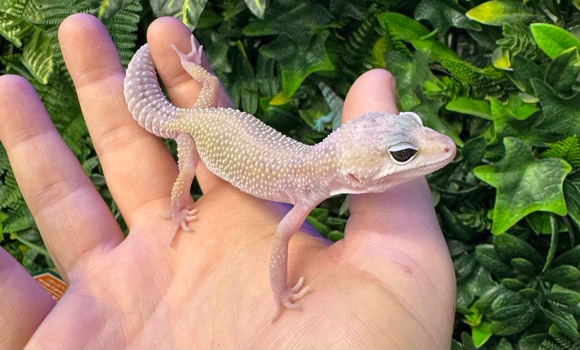 CB24 Mack Snow Leucistic Leopard Geckos