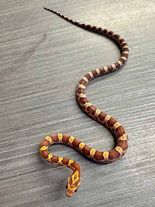 CB24 Carolina Cornsnakes