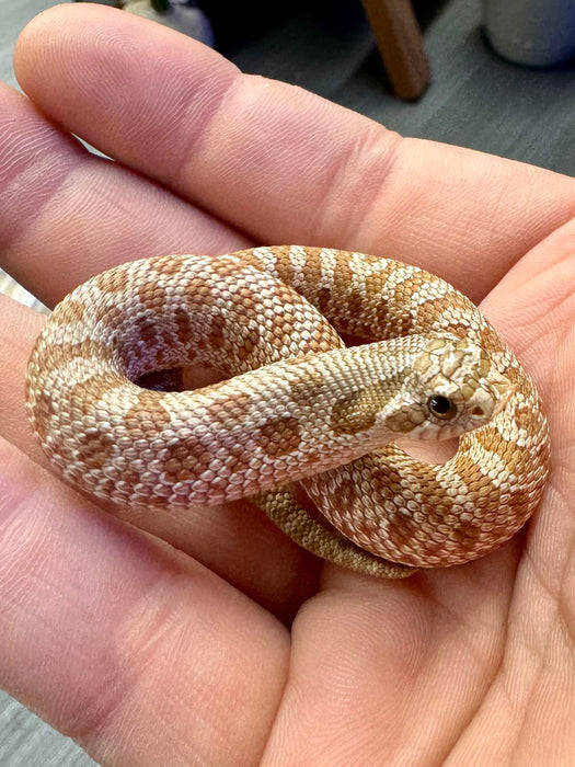 CB24 Toffee-Frost Hognose Snake