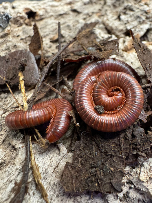 Scarlet Millipede (Trigoniulus Corallinus)