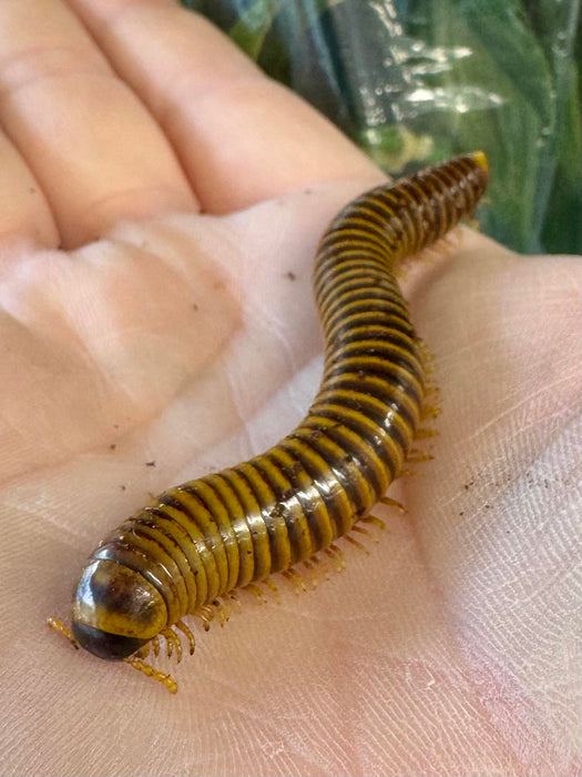 Sulawesi Hornet Millipedes (Salpidobolus sp. “Sulawesi”)