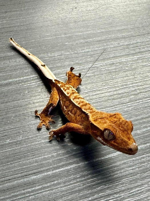 CB Mixed Morph Crested Gecko