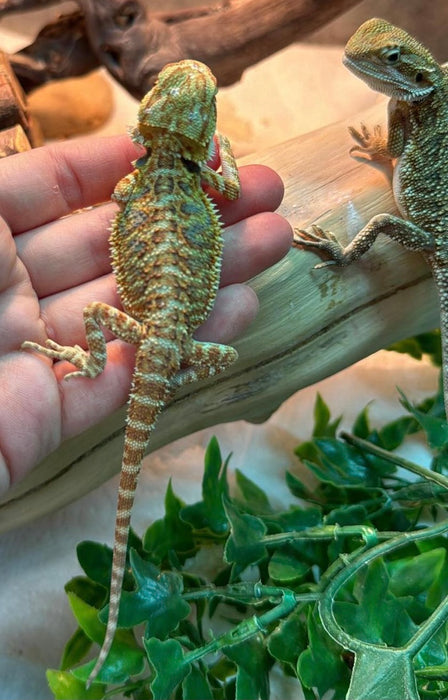 CB24 Bearded Dragons (Mixed Morphs)