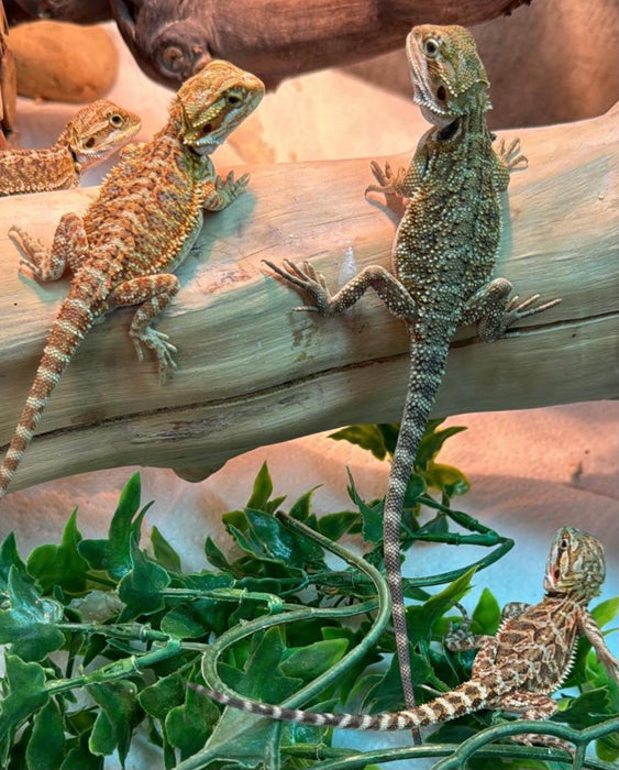 CB24 Bearded Dragons (Mixed Morphs)