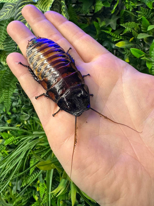 CB Giant Madagascan Hissing Cockroaches