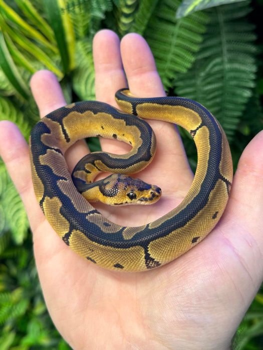 CB24 Leopard Clown Royal Python