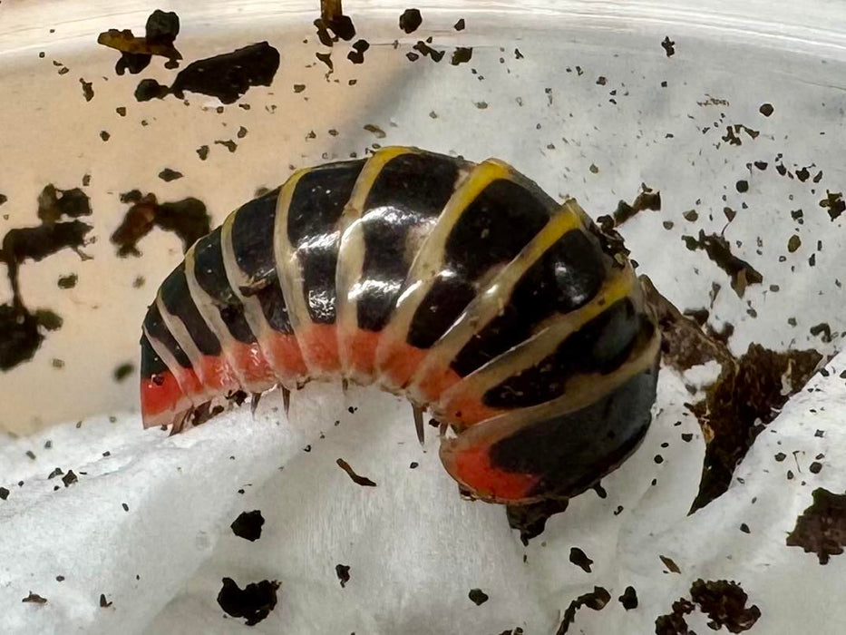 Lipstick Pill Bugs (Rhopalomeris sp. “Lipstick”)