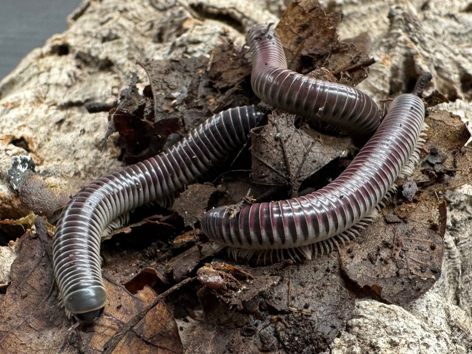 Purple Ivory Millipede (Chicobolus Spinigerus)