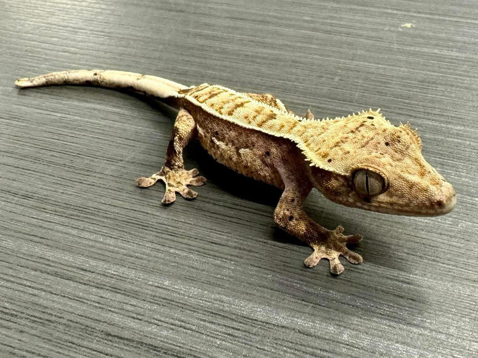 CB Mixed Morph Crested Gecko