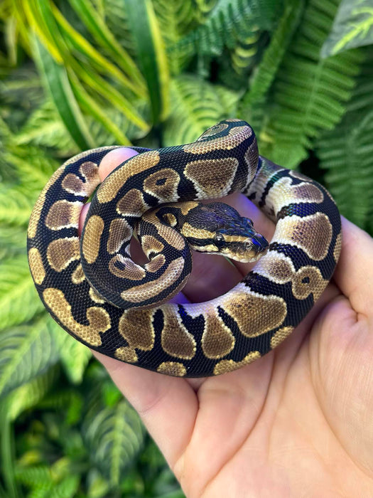 CB24 Normal Royal Python