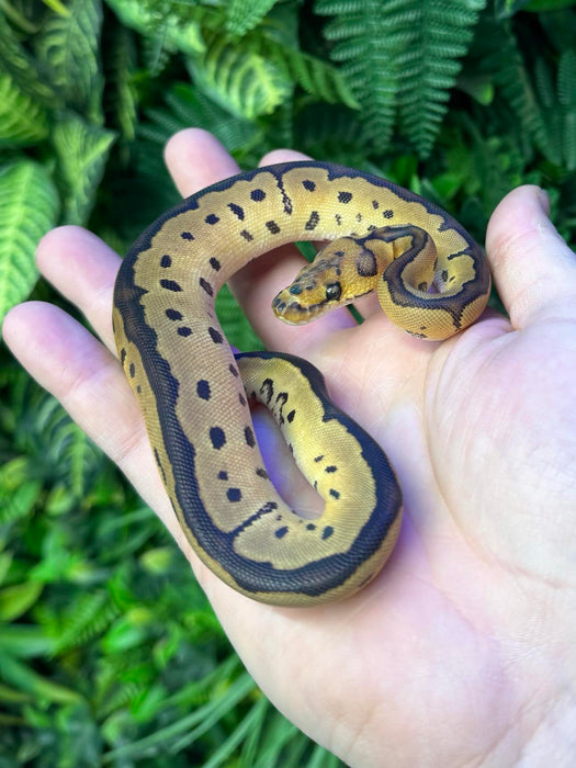 CB24 Leopard Clown Royal Python