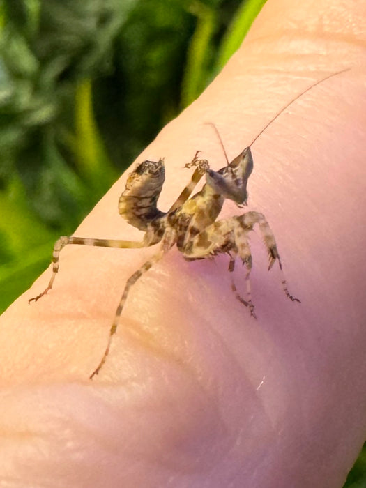 CB Apicalis Flower Mantis (Creobroter Apicalis)