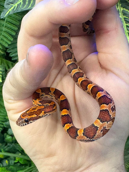 CB24 Carolina Cornsnakes