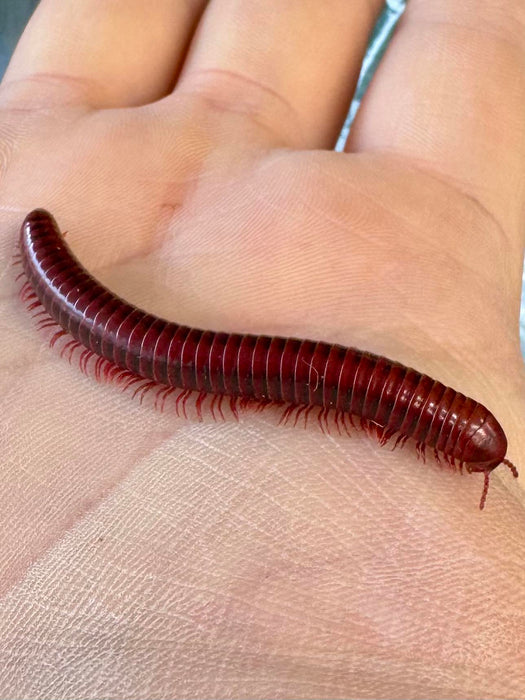 Spotted Fire Millipedes (Centrolobus Splendidus)