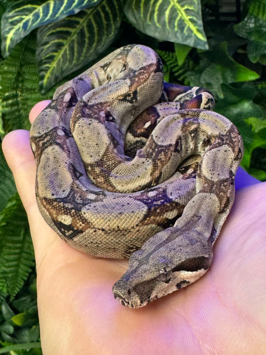 CB24 Common Boa Constrictor