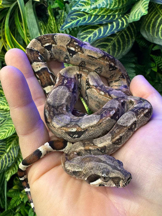 CB24 Common Boa Constrictor