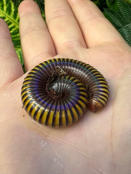 Yellow Banded Millipedes (Pelmatojulus Tectus)