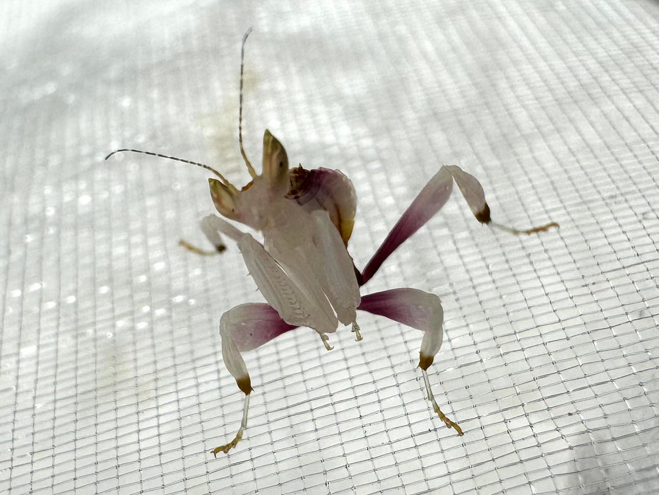 CB Orchid Mantis (Hymenopus Coronatus)