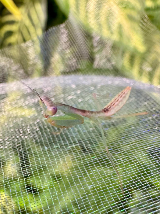 CB Giant Shield Mantis (Rhombodera Stalii)