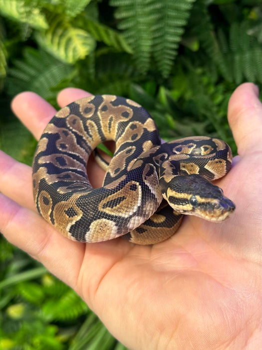 CB24 Normal Royal Python