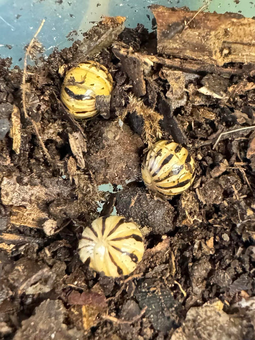 Zebra Pill Bugs (Hyleoglomeris sp. “Zebra”)