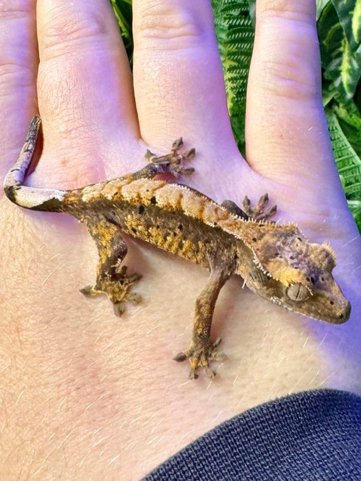 CB Mixed Morph Crested Gecko