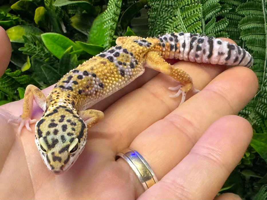 CB24 Leopard Geckos