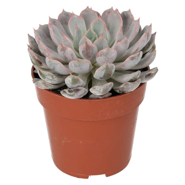 ProRep Live Plant Echeveria Setosa (8.5cm pot)