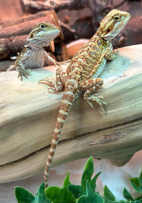 CB24 Bearded Dragons (Mixed Morphs)