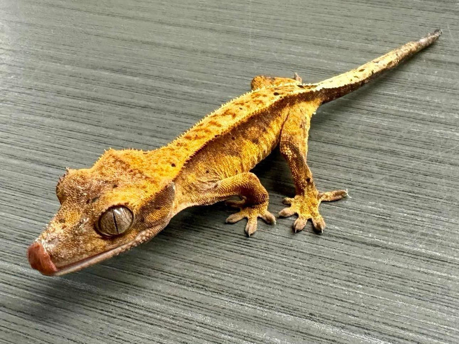 CB Mixed Morph Crested Gecko