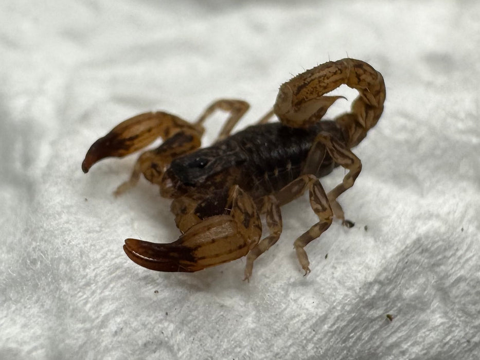 CB Asian Bush Scorpion (Chaerlius Celebensis)