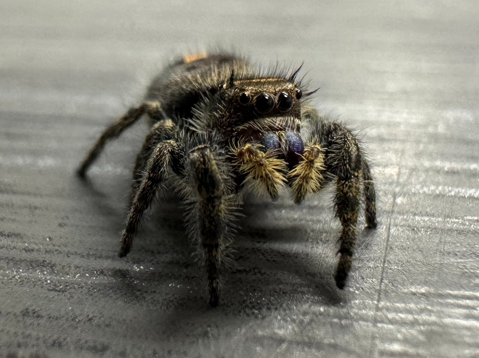 CB Pryor Mountain Jumping Spider (Phidippus Audax)