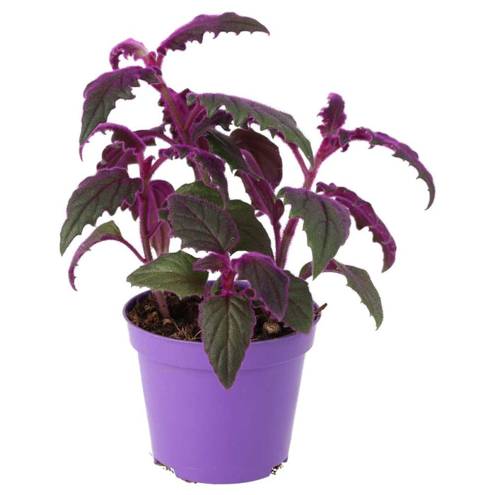 ProRep Live Plant Purple Velvet Plant (Medium)