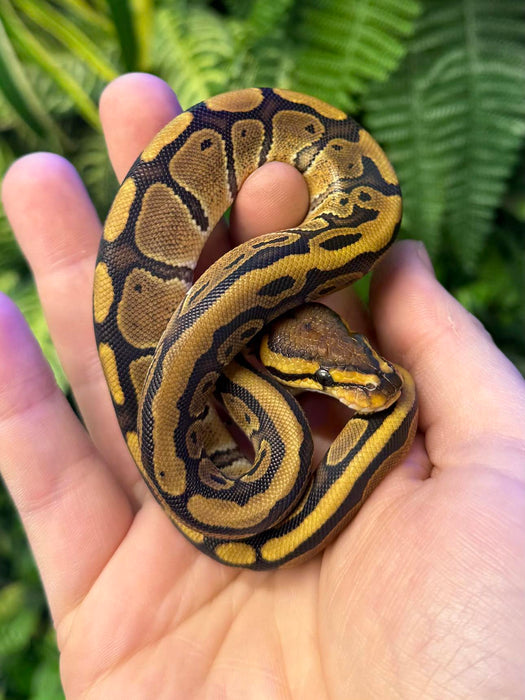 CB24 Normal Royal Python