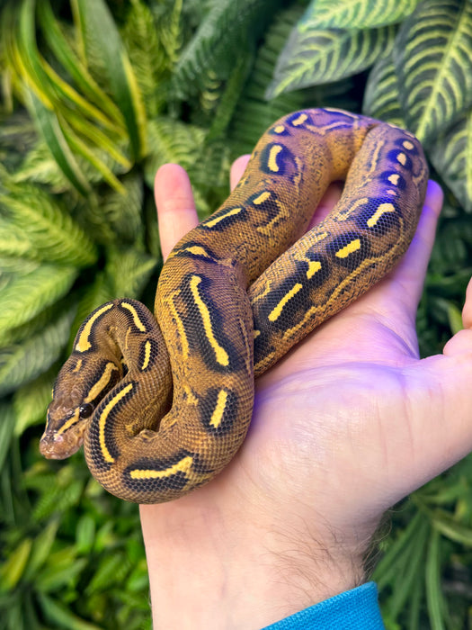 CB24 Super Gravel Royal Pythons