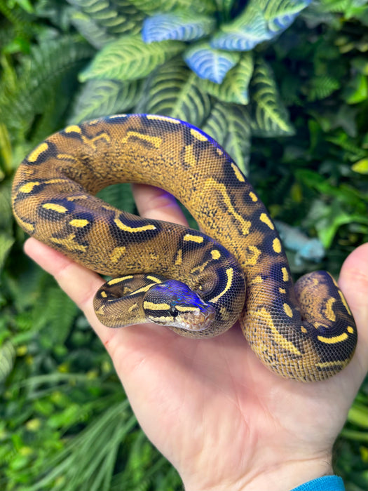 CB24 Super Gravel Royal Pythons