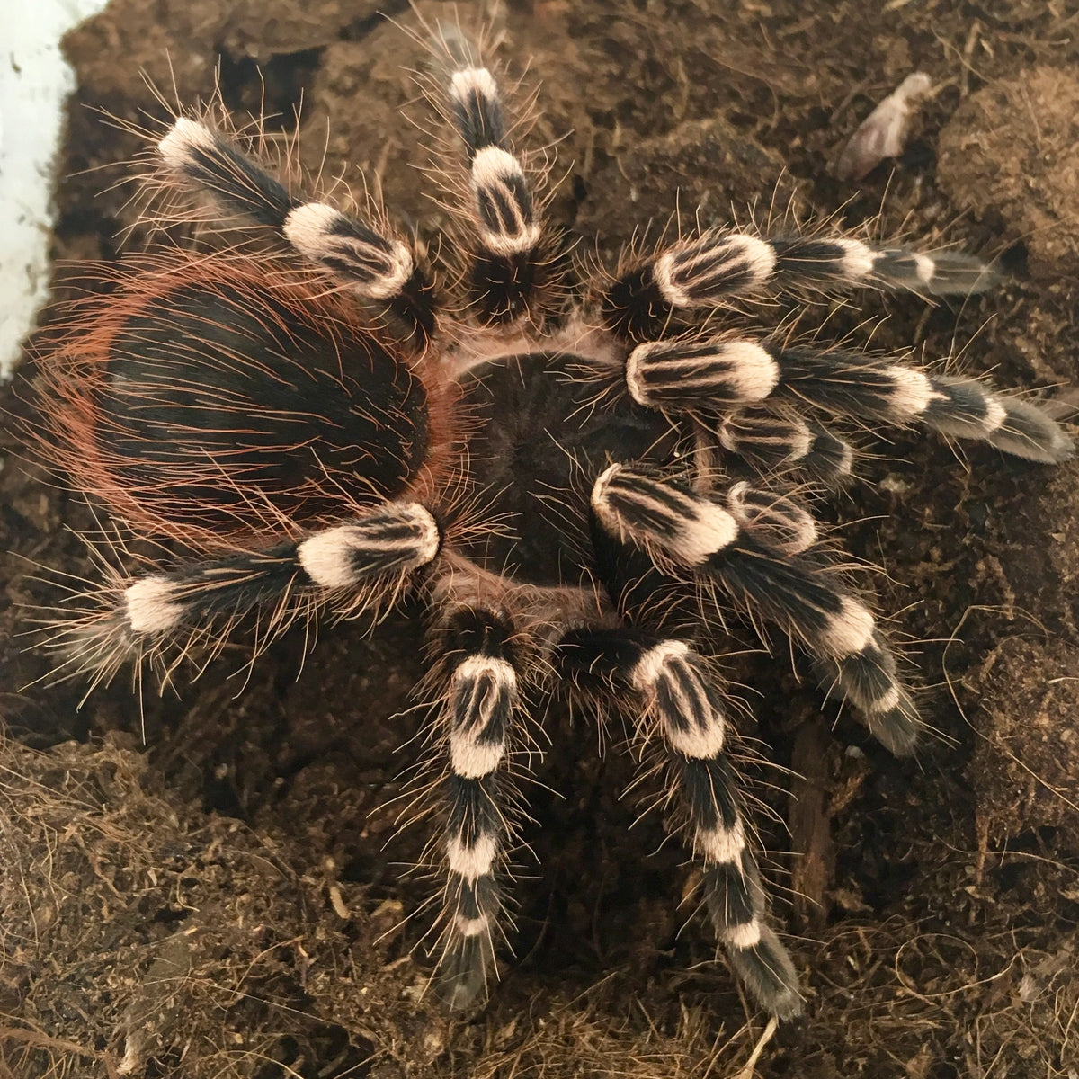 CB Giant White Knee Tarantula — The Reptile Hotel